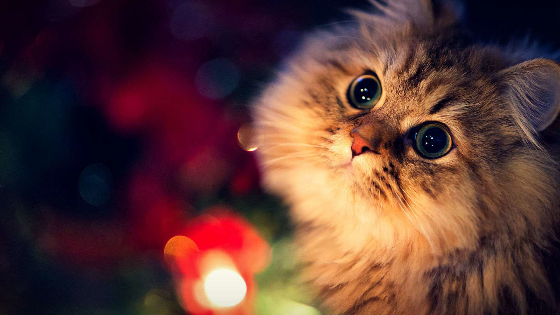Close-up of an adorable fluffy kitten with wide, curious eyes, against a backdrop of blurred Christmas lights. Perfect for cute kitty backgrounds