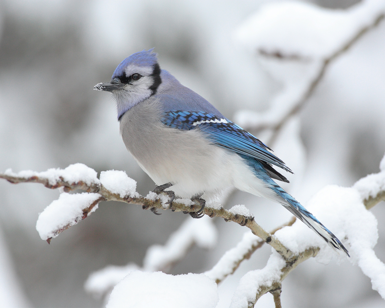 Winter Snow Bird Desktop Wallpaper