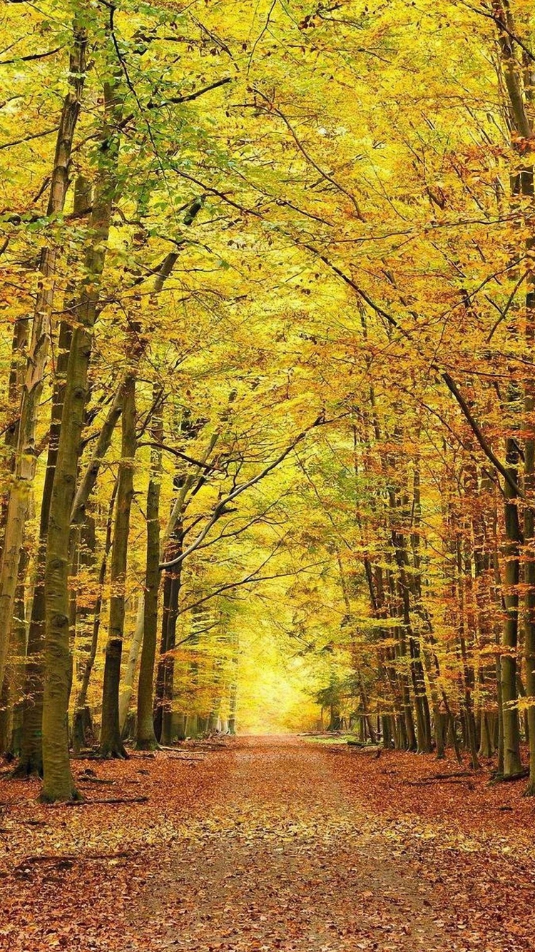 iPhone HD Nature Autumn Forest Wallpaper