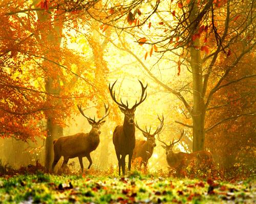 Nice Autumn Deer Animals Wallpaper