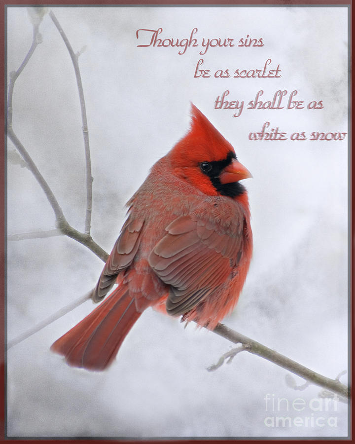 Snow Cardinal Cardinal in the snow   d001540