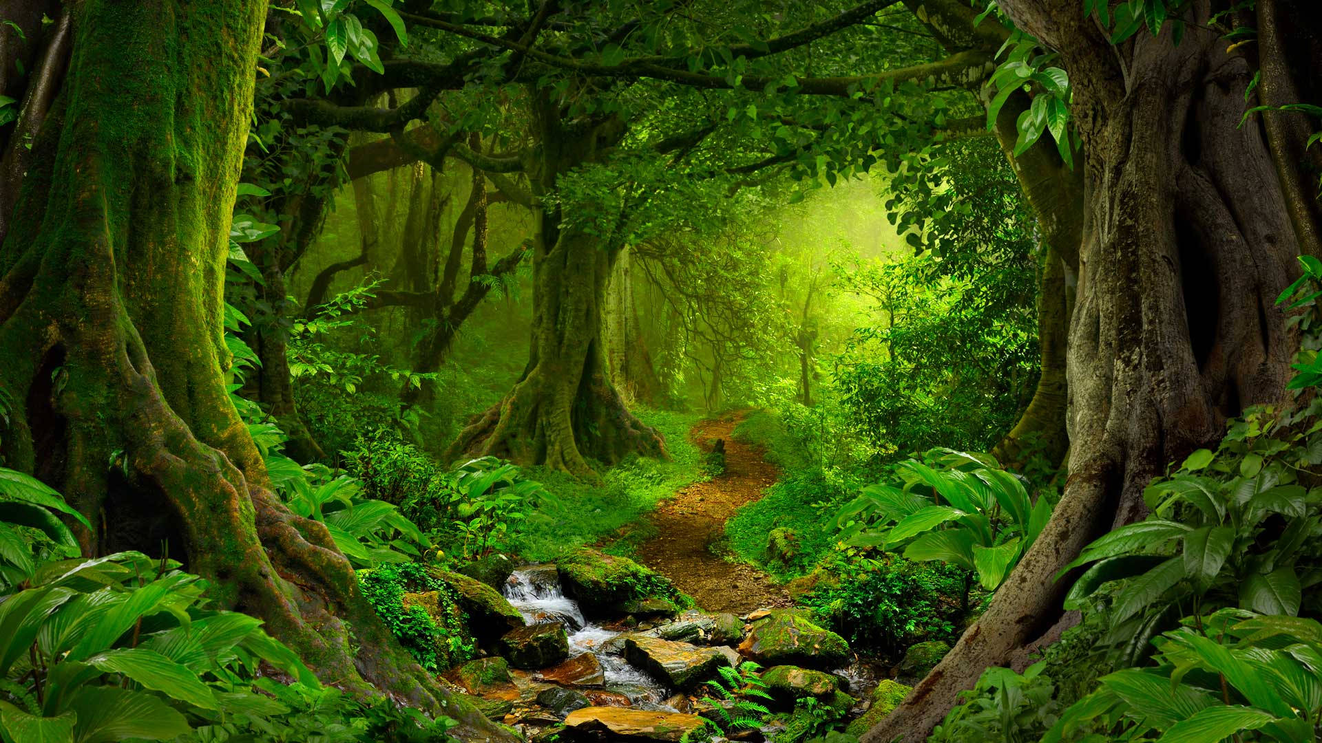 Jungle Wallpaper
