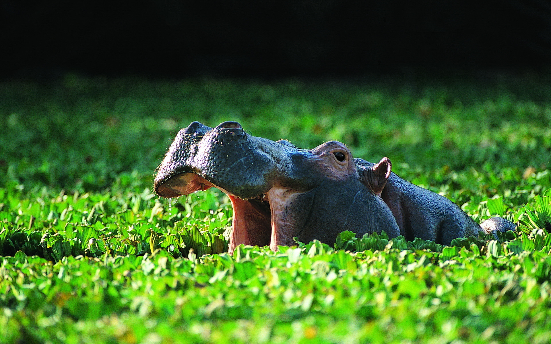 Hippo HD Wallpaper Background Image Id
