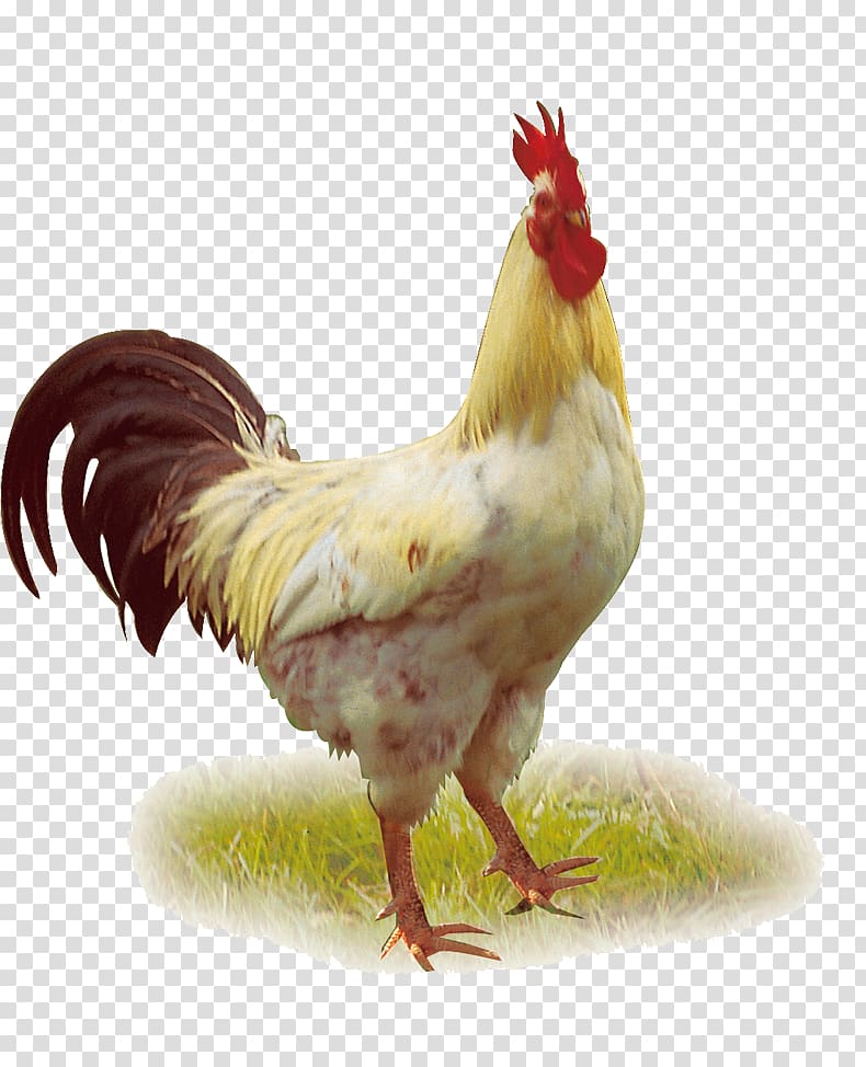 Chicken Duck Poultry Rooster Larger HD Transparent