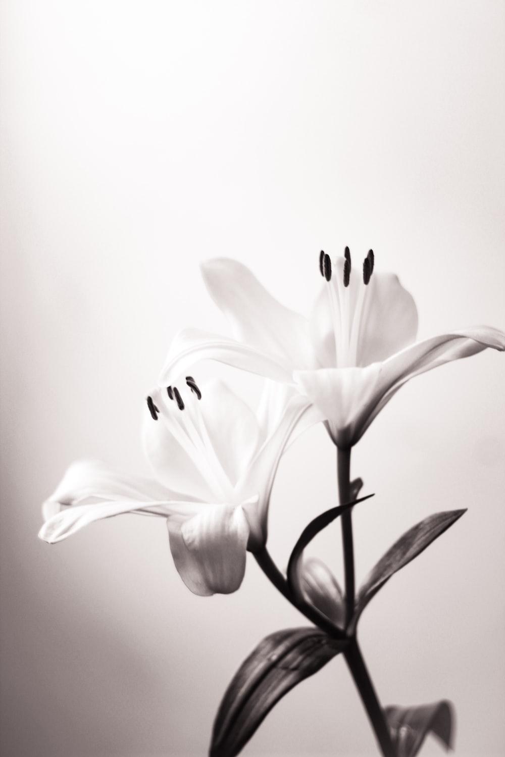 Black And White Flower Pictures HD Image
