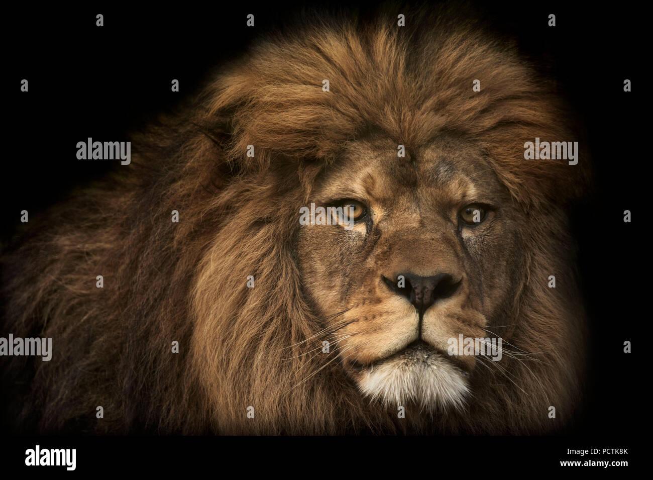 Majestic lion black background Stock Photo   Alamy