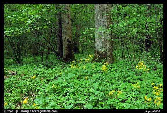 Picture Photo Yellow Flowers On Forest Floor Greenbrier Tennessee