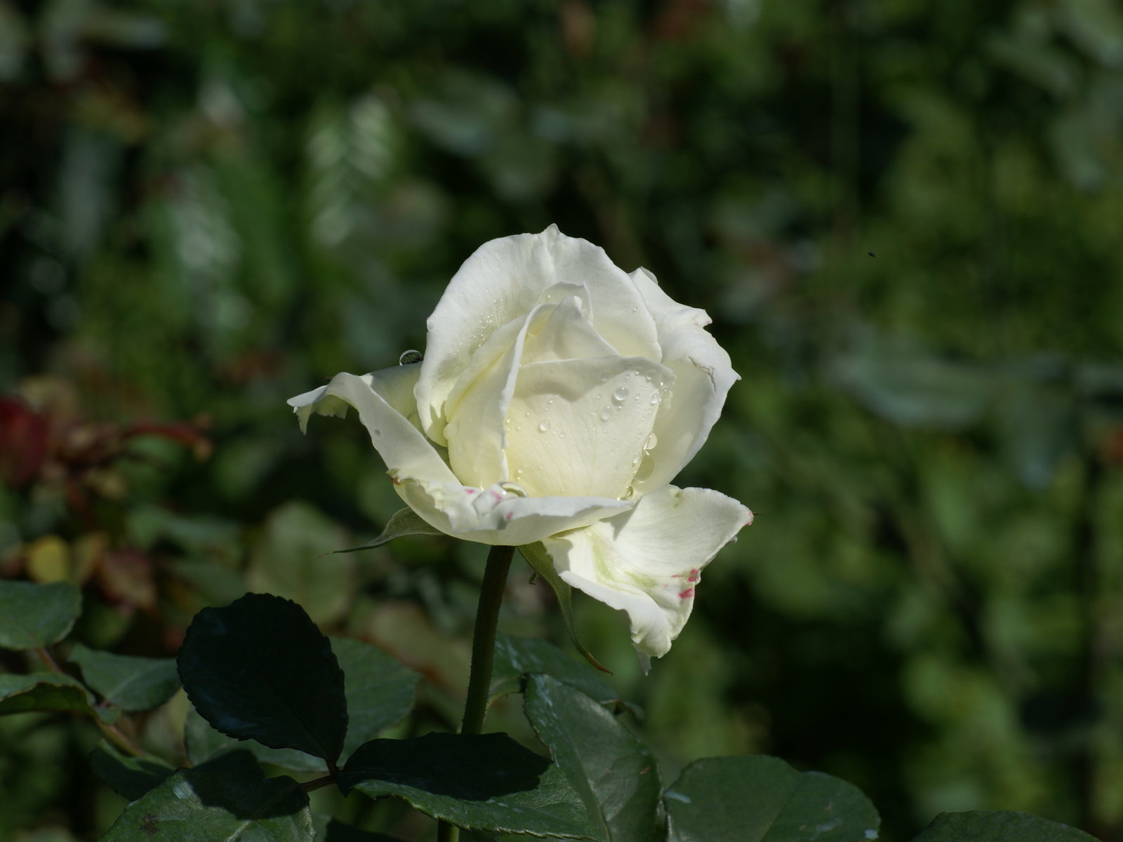 White roses background images