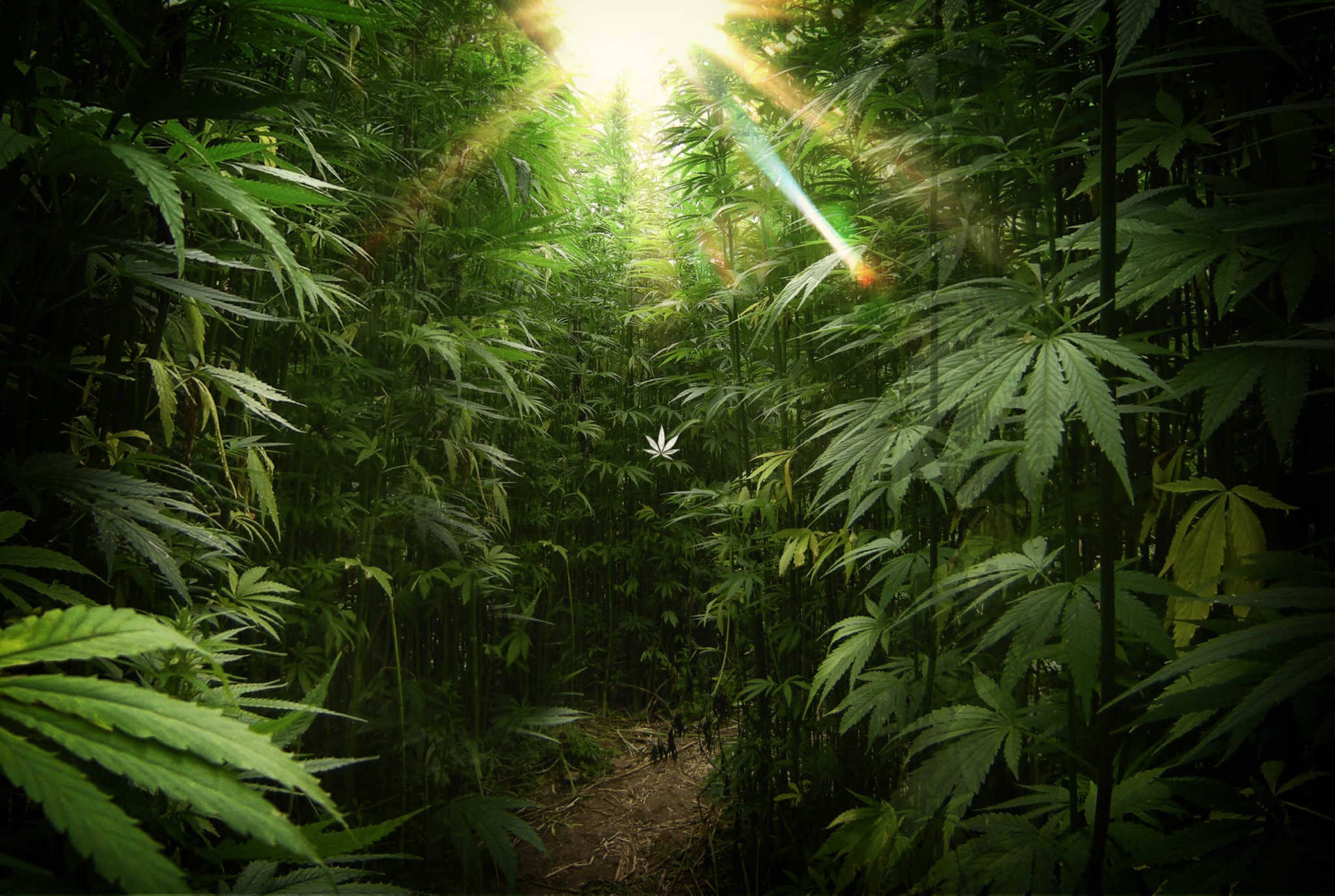 Weed Aesthetic Background Wallpaper