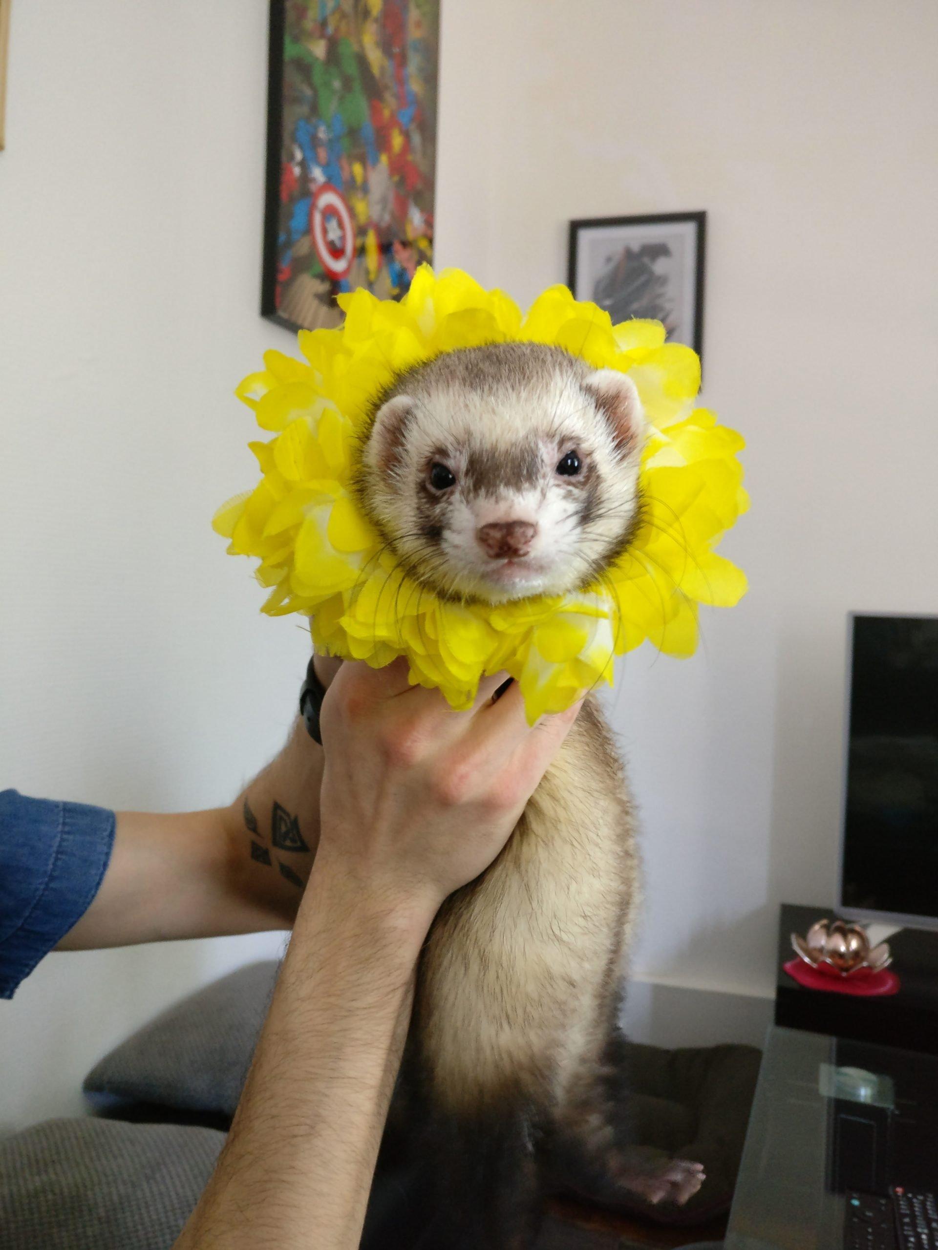 Cute Ferret Photos That Will Make You Smile The Modern