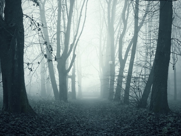 Wallpaper Dull Foggy Forest Photos And Walls