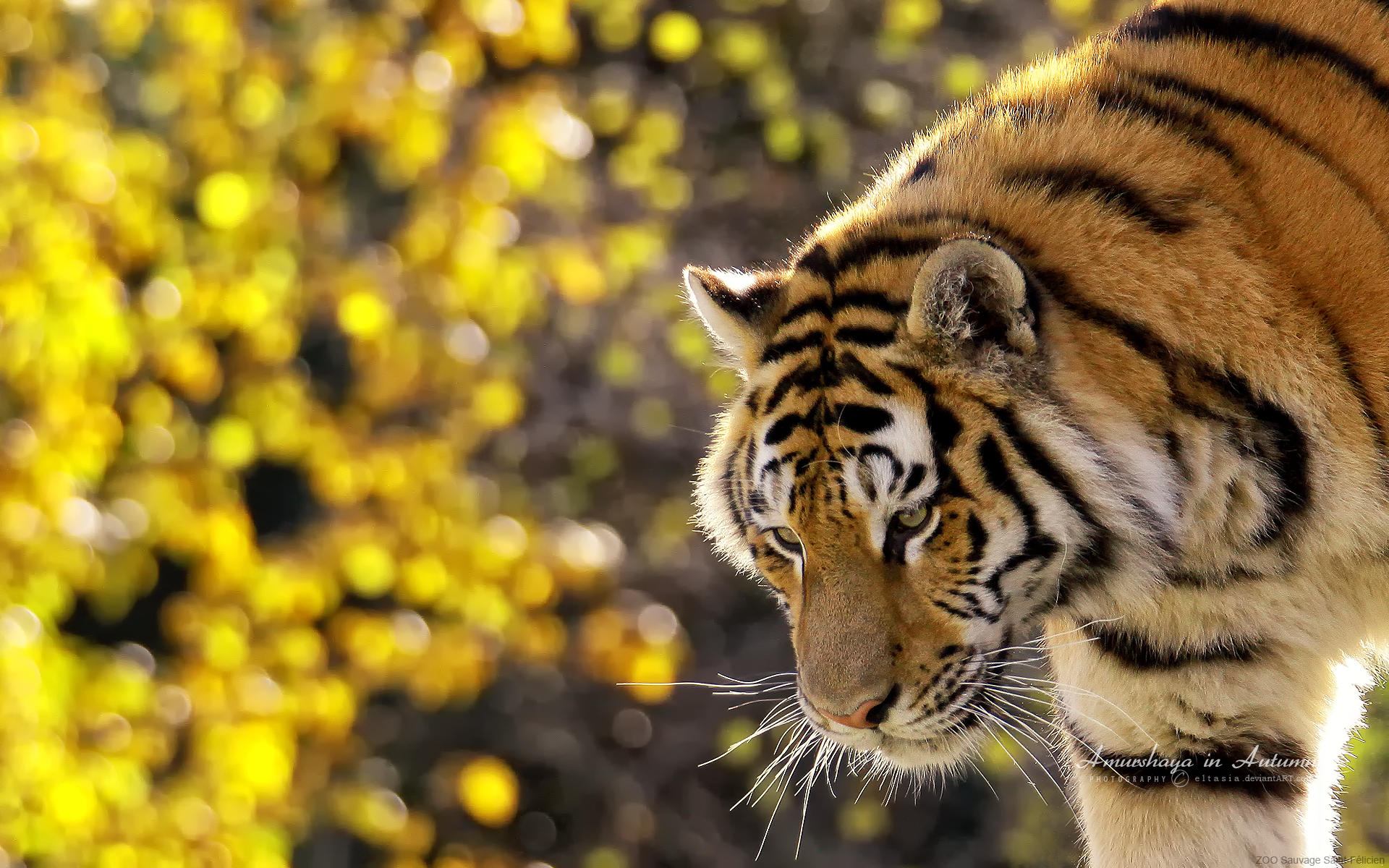 Beautiful Tiger Wallpaper HD