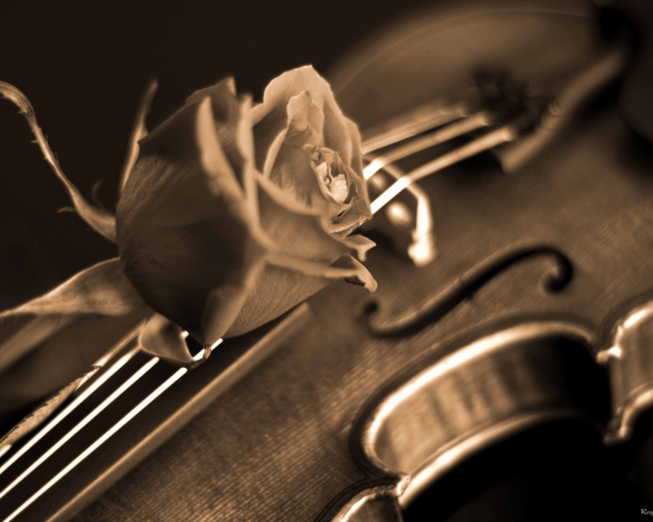 Pics Photos Music Violin Wallpaper