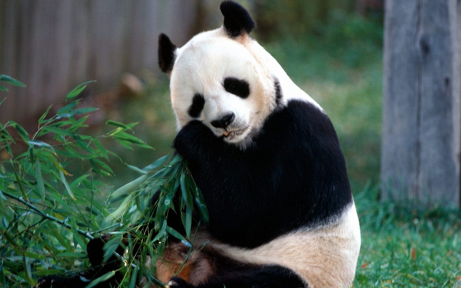 Panda Eat Bamboo Wallpaper