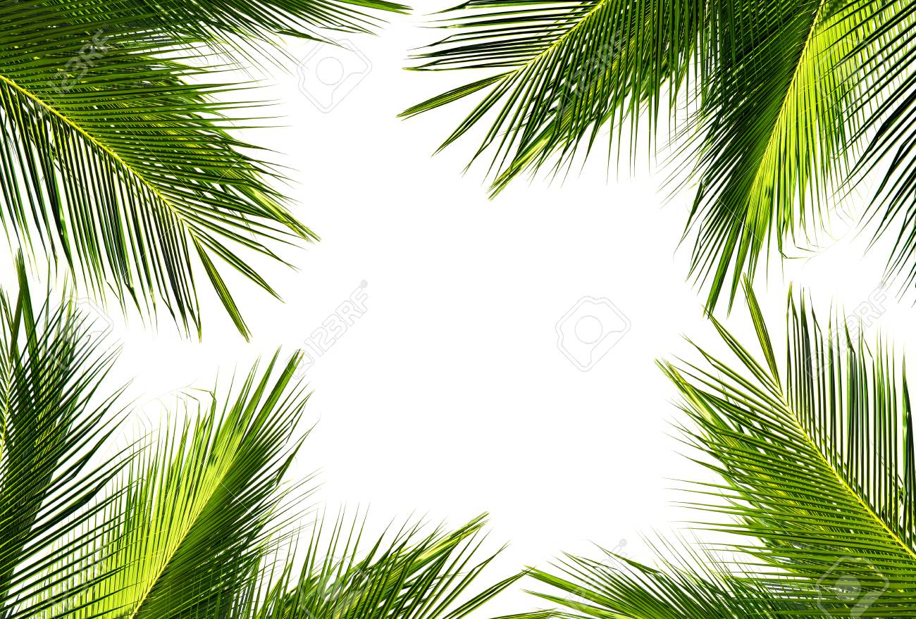 Natural Frame Of Green Coconut Palm Leaf On White Background And