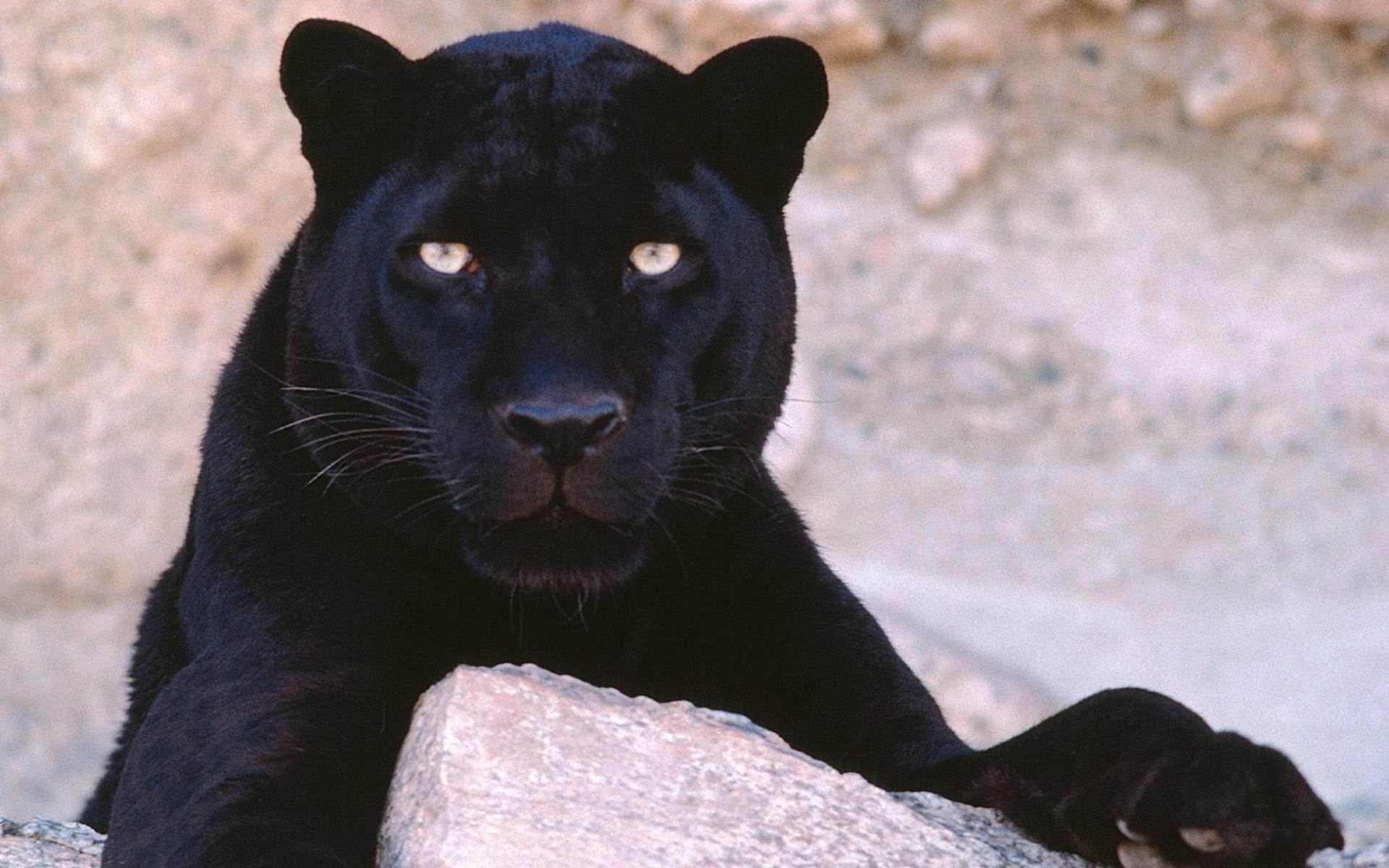 Animal Black Panther Wallpaper 1920x1200