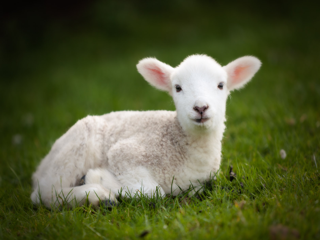Lamb Wallpaper