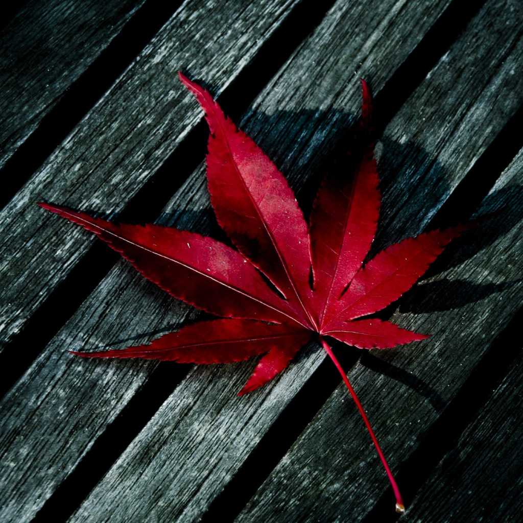 Red Leaf iPad Wallpaper iPhone