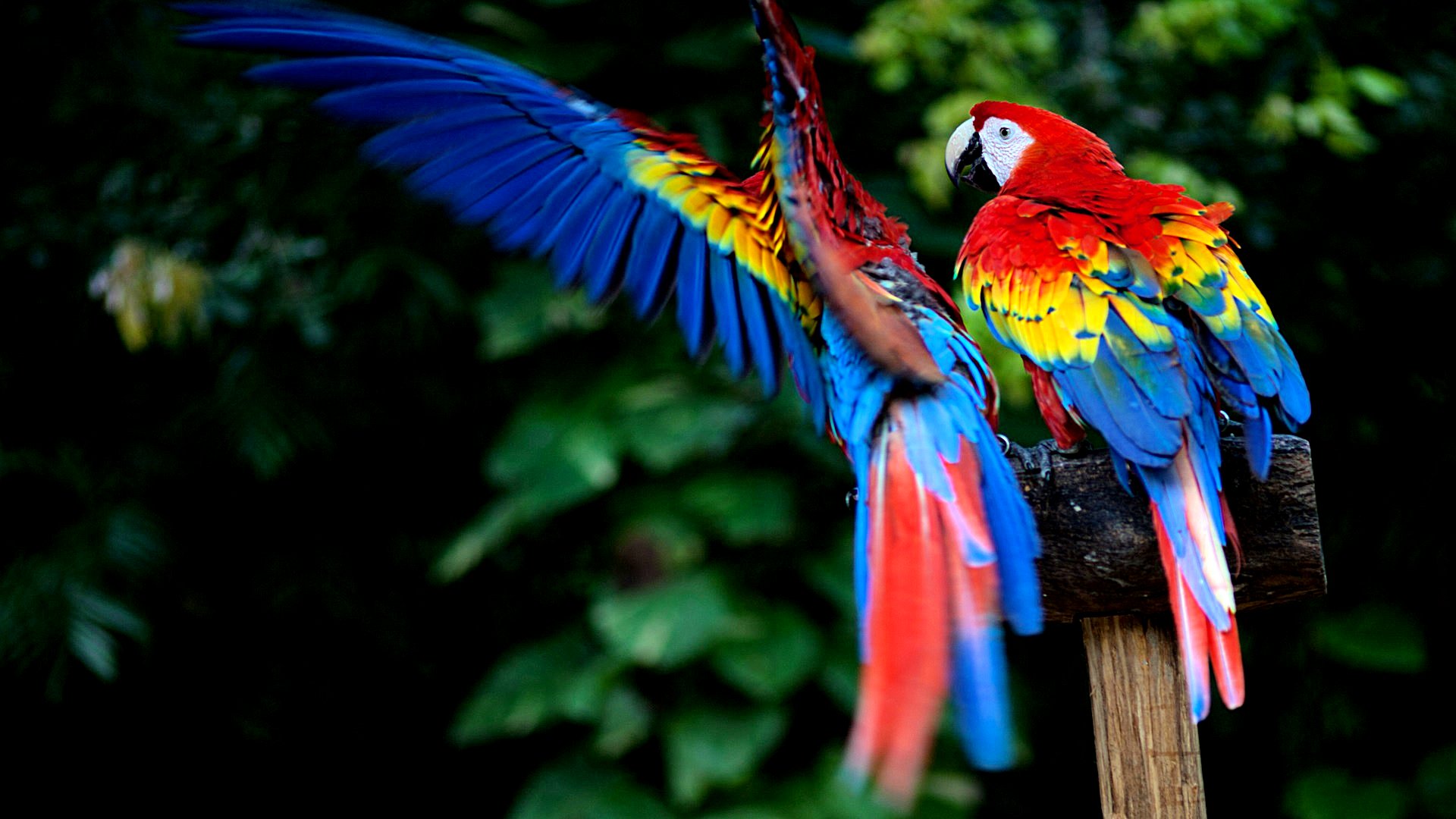 Animal Scarlet Macaw Wallpaper