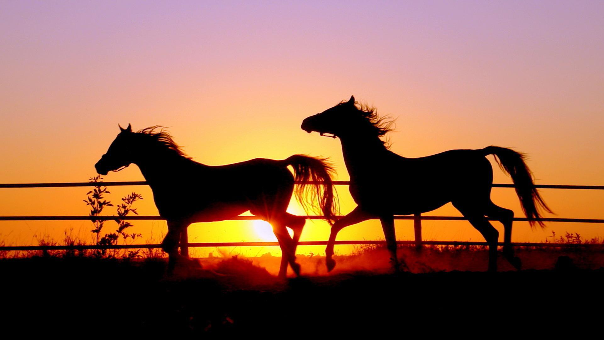 Paarden Bij Zonsondergang HD Desktop Wallpaper Breedbeeld