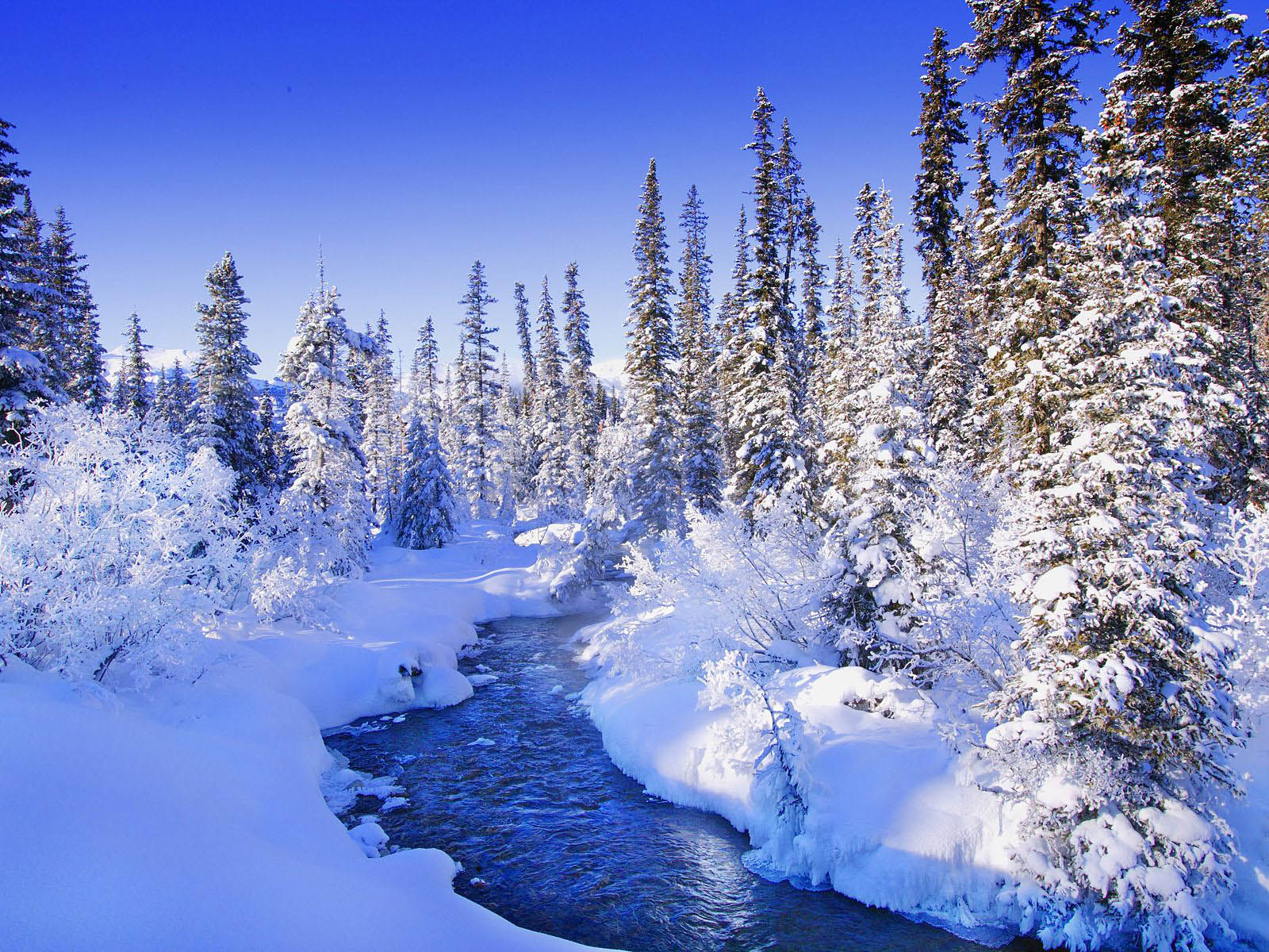 A pristine winter landscape with snow-covered trees lining a crystal-clear blue stream