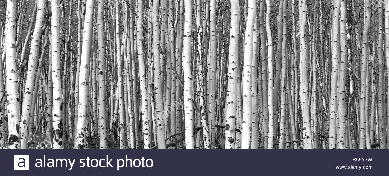 Thick Forest Of Tall Aspen Trees In Black And White Landscape