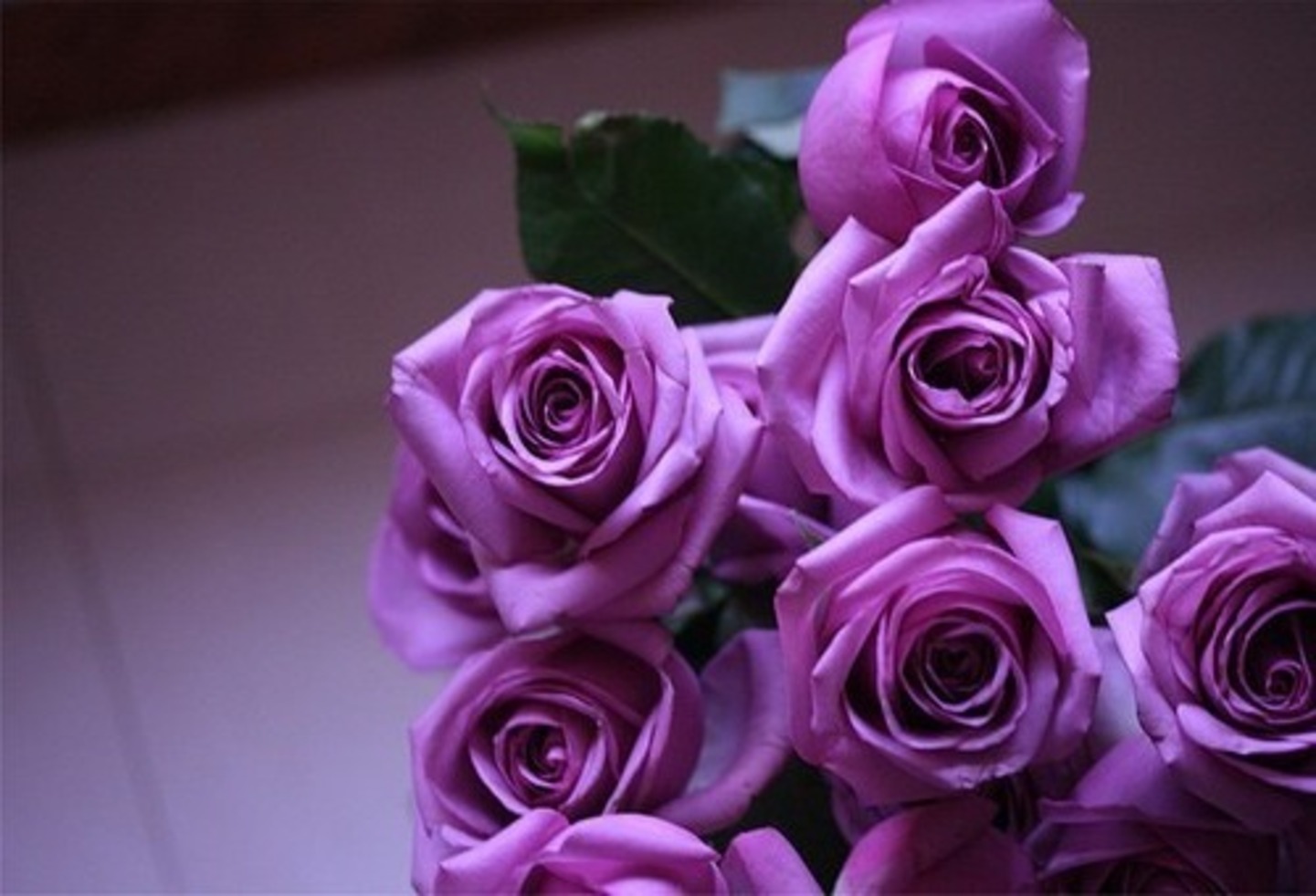 Beautiful Flowers Roses Purple Purple roses beautiful