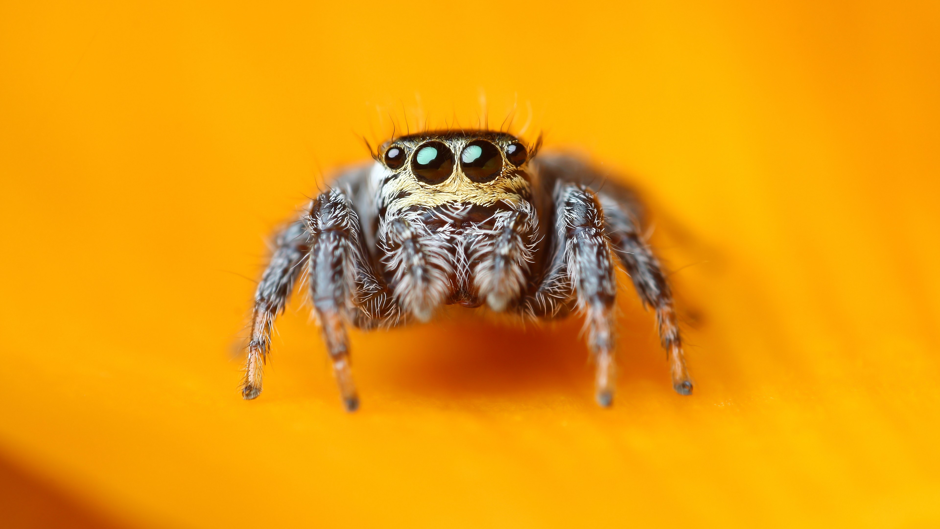 Wallpaper Jumping Spider 5k 4k Macro Black Eyes