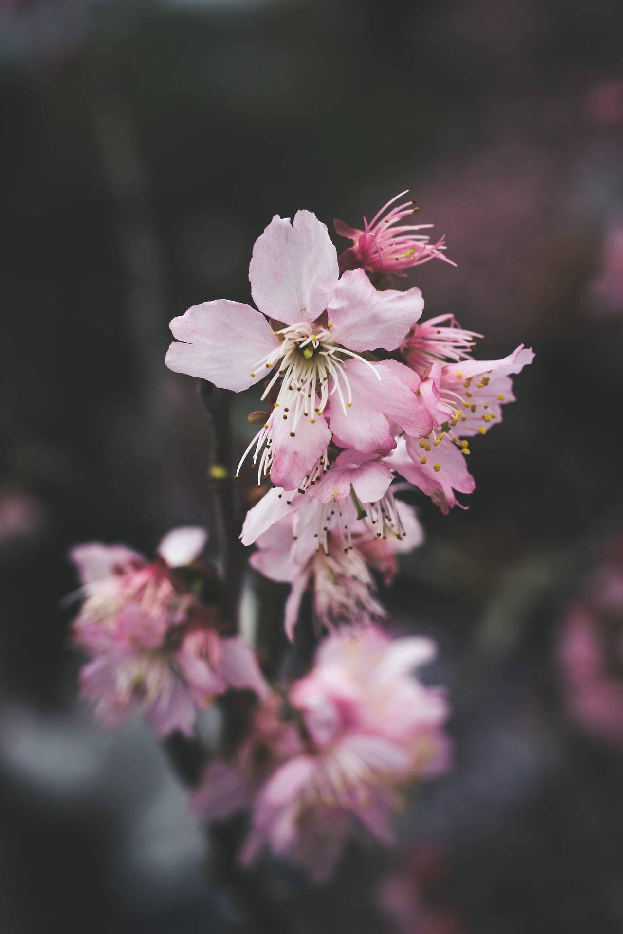 Pink Flowers Aesthetic Wallpaper