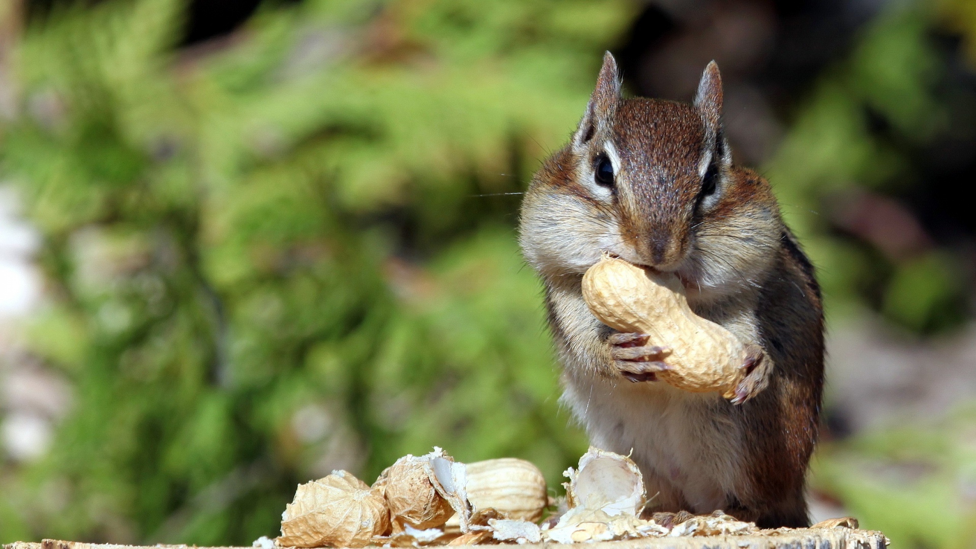 Wallpaper Squirrel Nuts Food Mining Full HD