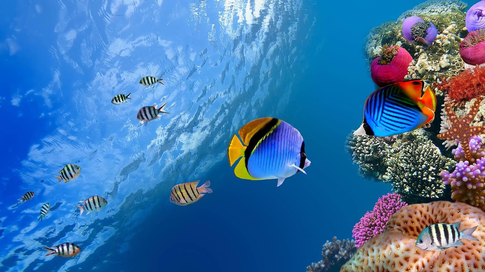 Ocean Fish Live Wallpaper   Android Apps on Google Play
