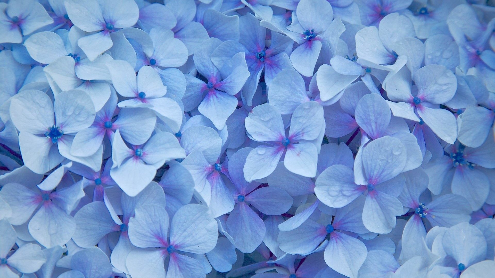 Hydrangea Wallpaper For Meizu