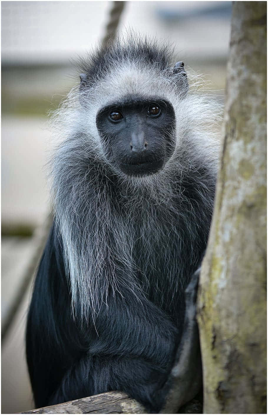 Monkey iPhone Wallpaper