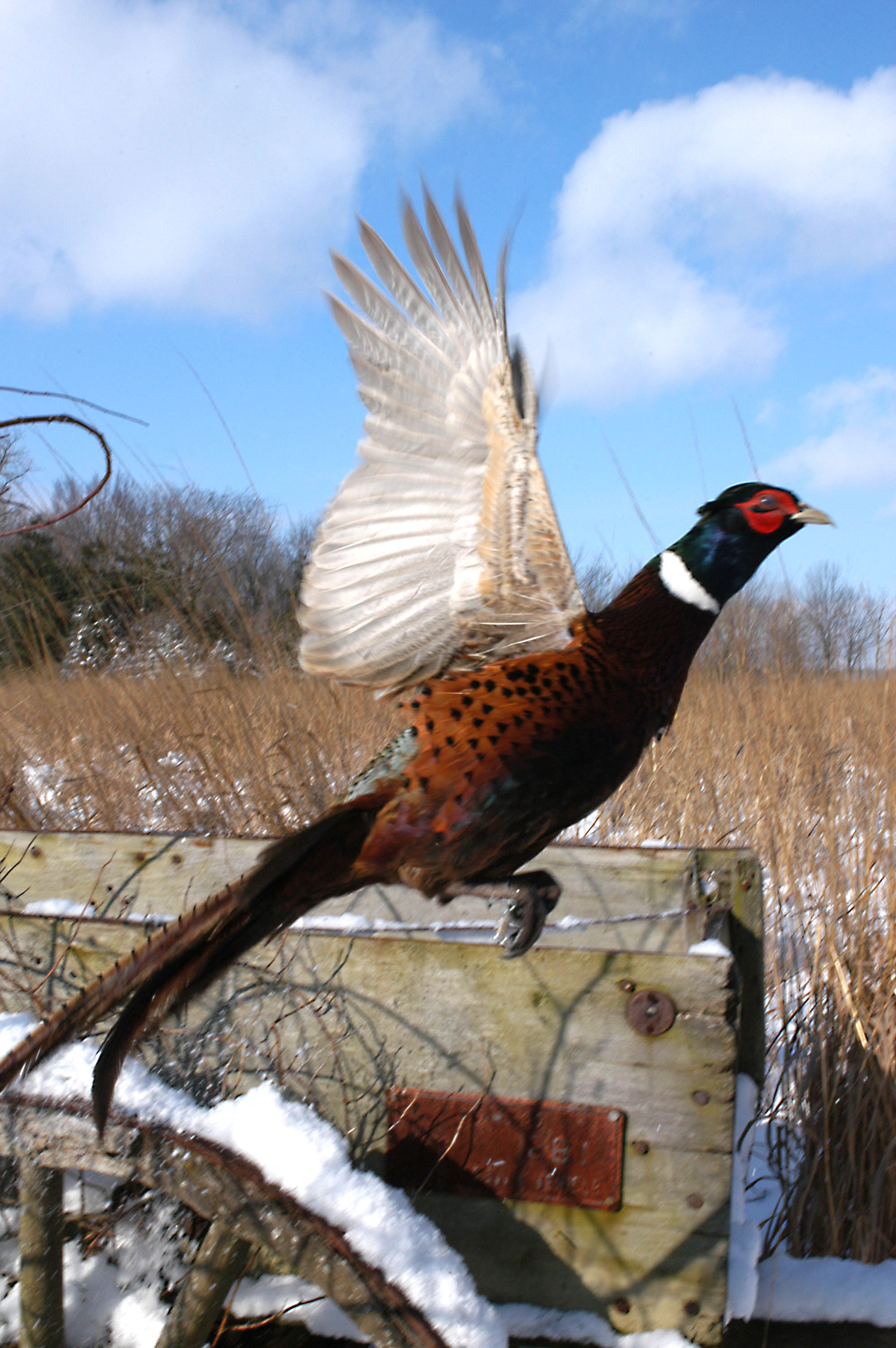 Related Pictures Pheasant Flying Ring Necked