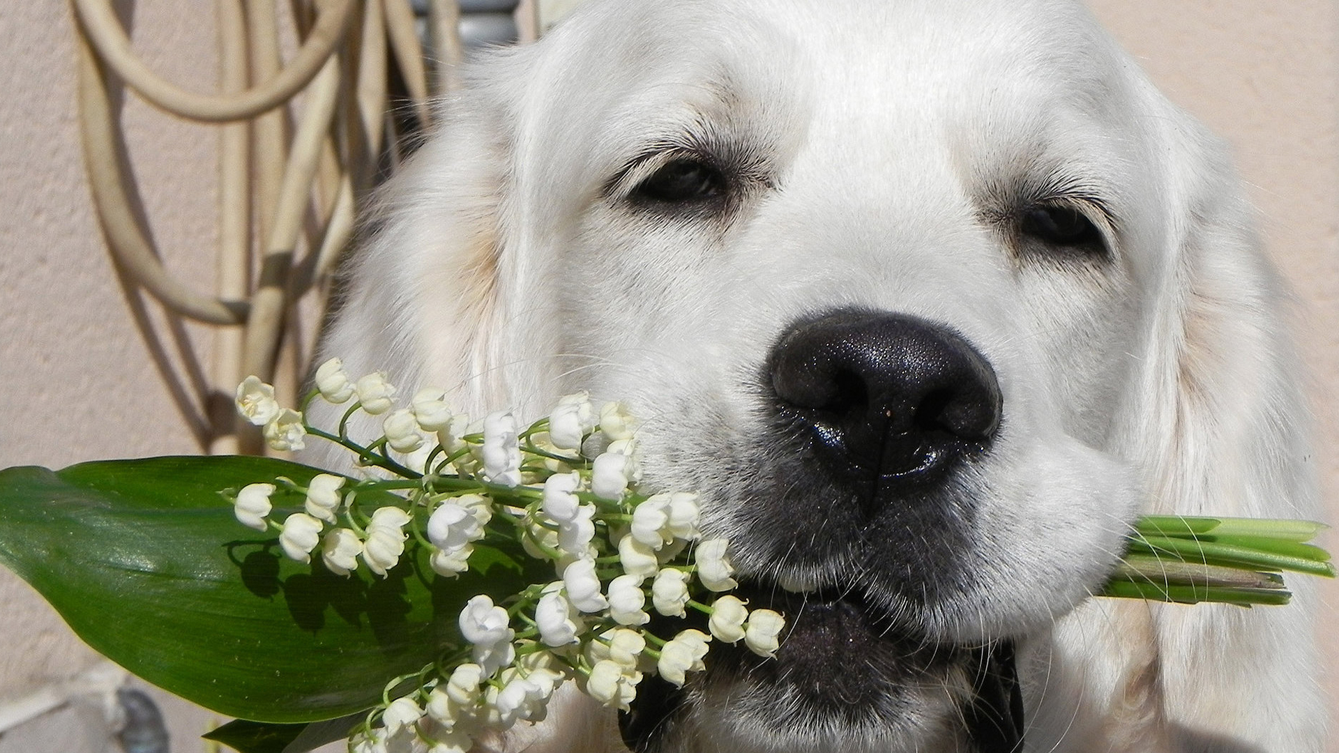 Dog With Flowers