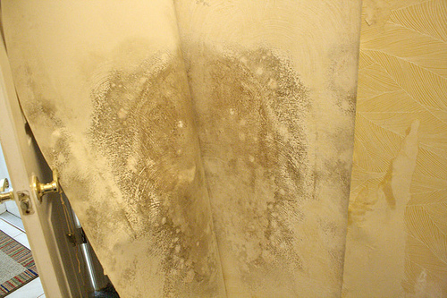The Drywall Was Not Damaged And Mold Easily Wiped Away