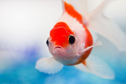 Animal Cute Fish Image On Favim