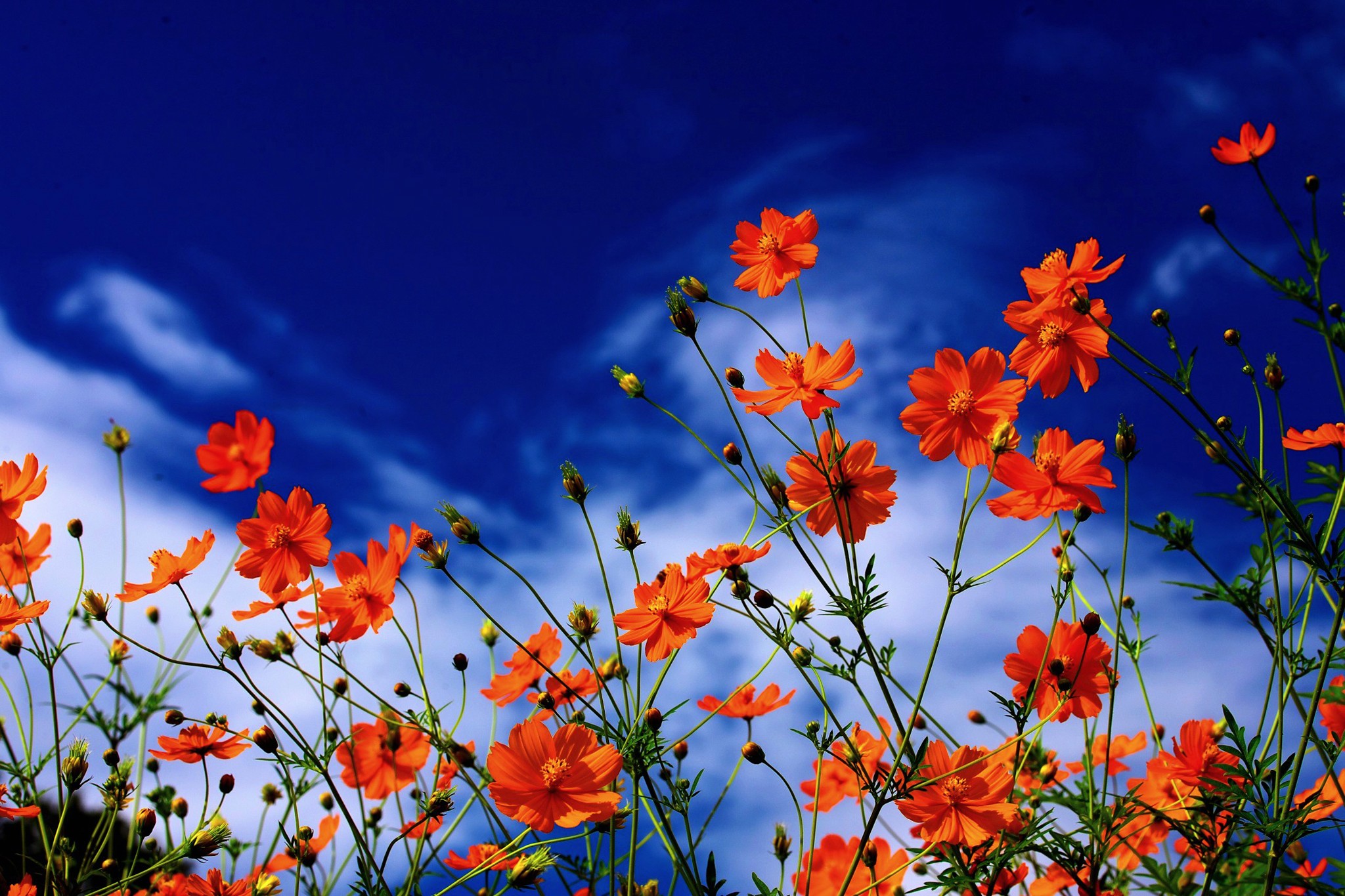 Orange Color Flower HD Wallpaper