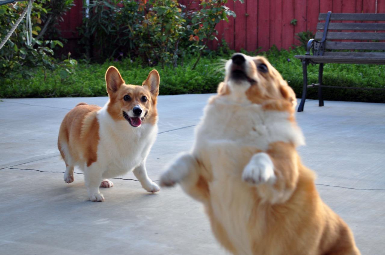 Corgi May Look Like An Odd Word But It Is A Dog Breed That Has