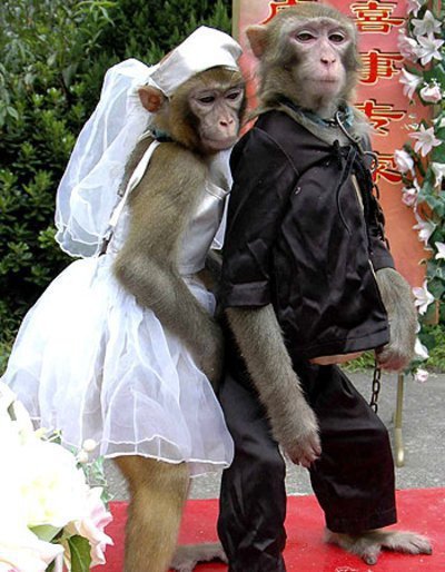 Funny Monkey Pictures Unbound State Humor And