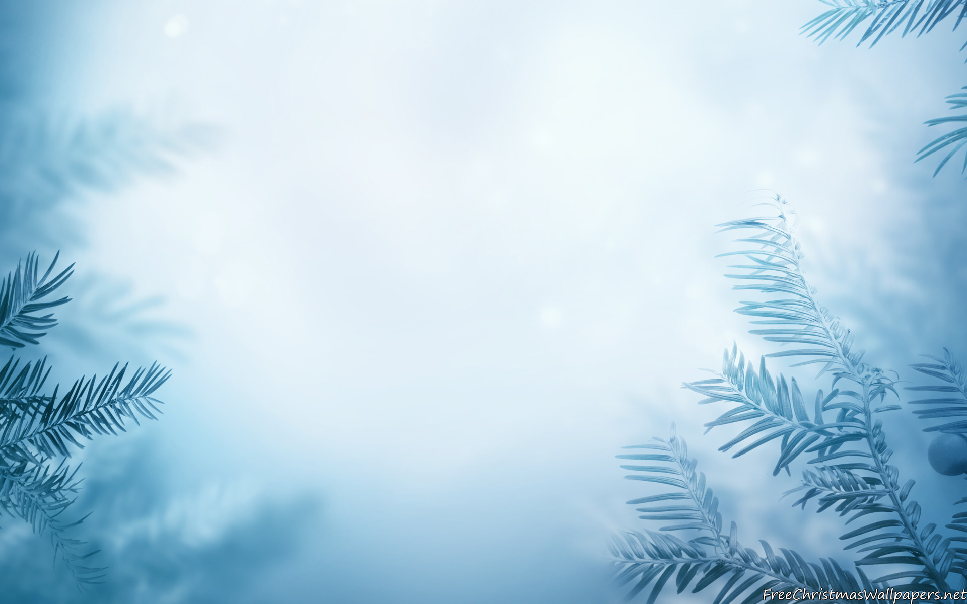 Winter Background With Frozen Trees Wallpaper