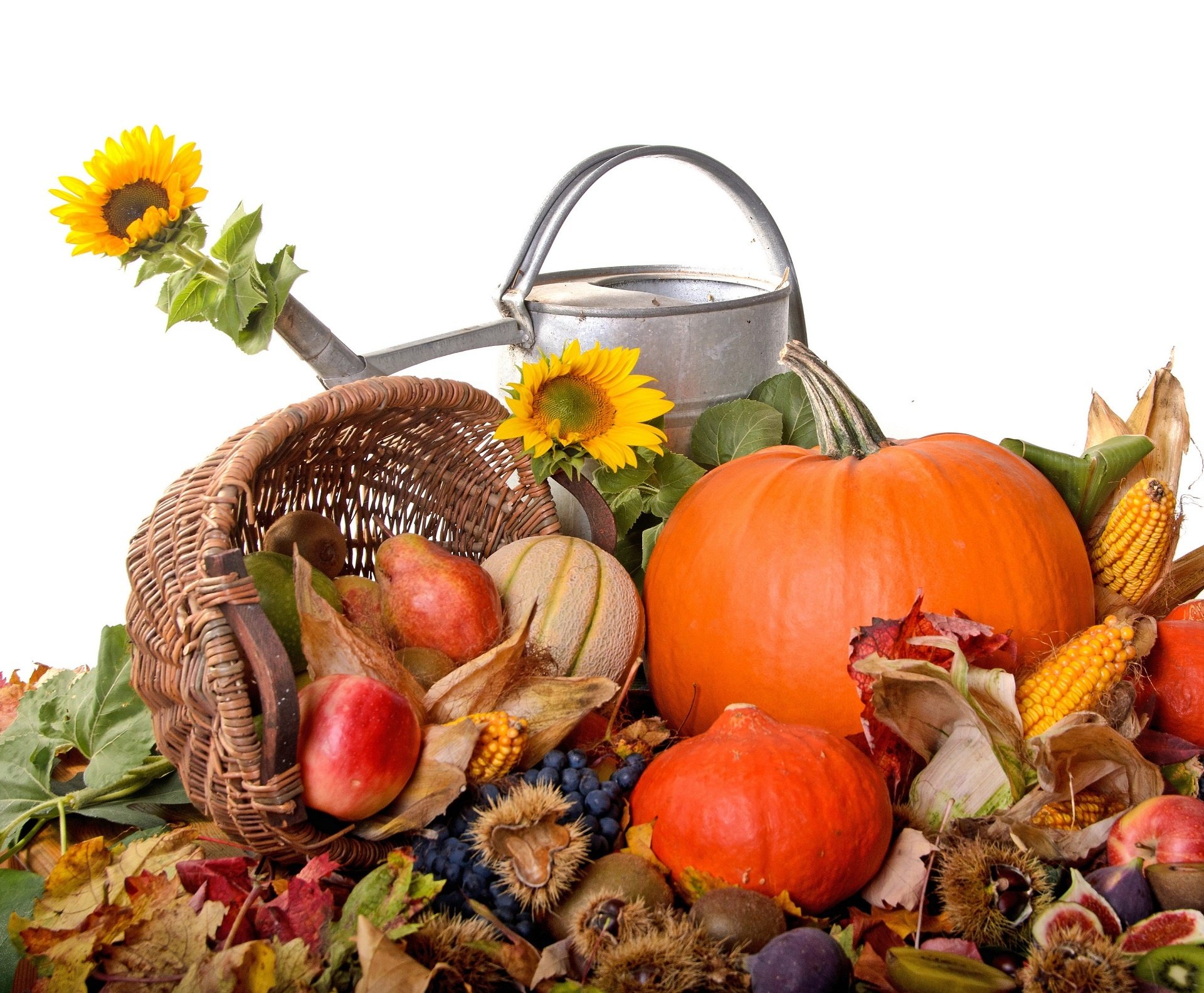 Autumn Harvest Food Watering Can Sunflowers Thanksgiving Wallpaper