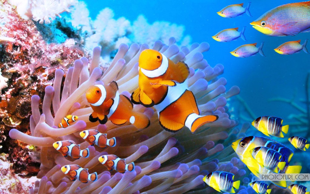 Sea Creatures Wallpaper - WallpaperSafari