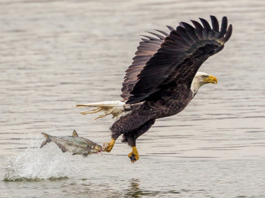 Bald Eagle Catching Fish Lightning Attack Desktop