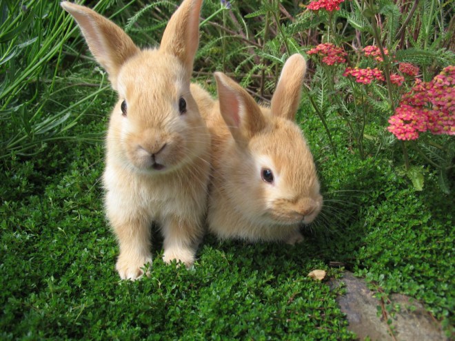 rabbits wallpaper rabbit wallpaper free download and rabbit wallpaper