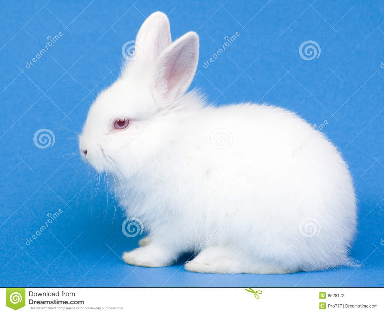 Cute White Baby Rabbits Wallpaper