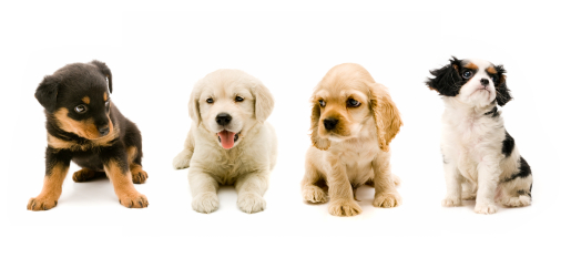 Cute Puppy Names Cool HD Wallpaper Hivewallpaper