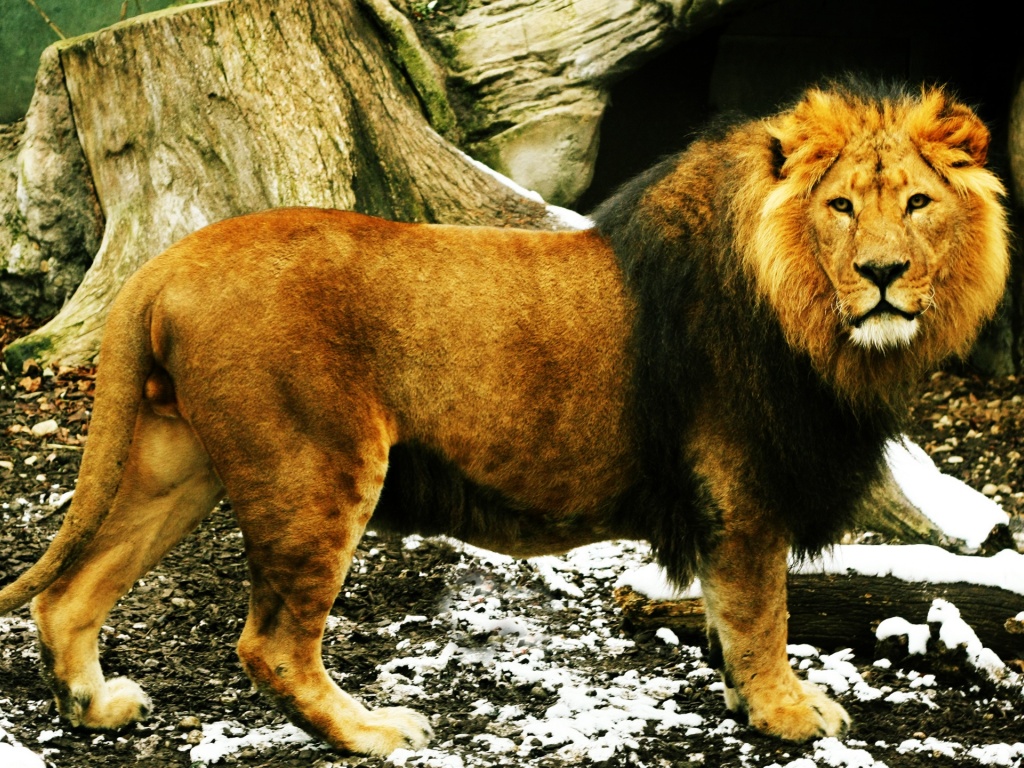 🔥 Free download lion desktop and mac wallpaper [1024x768