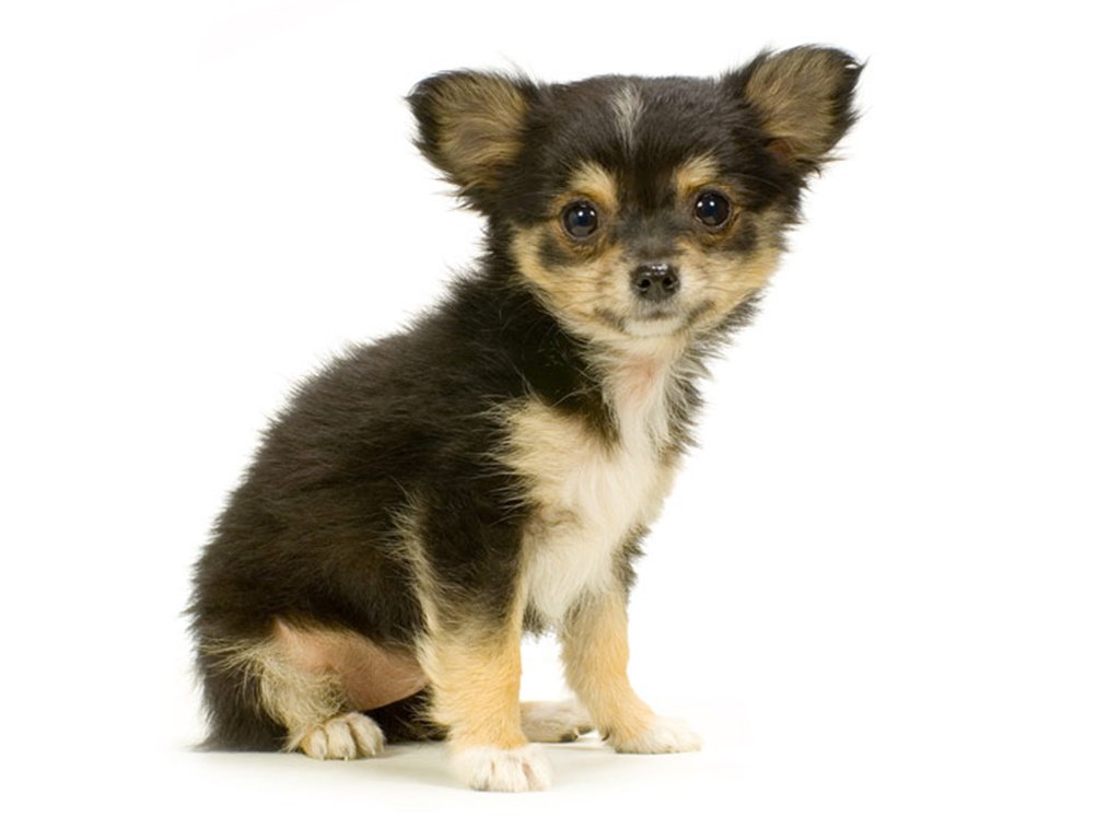 Chihuahua Schattige Puppy Wallpaper