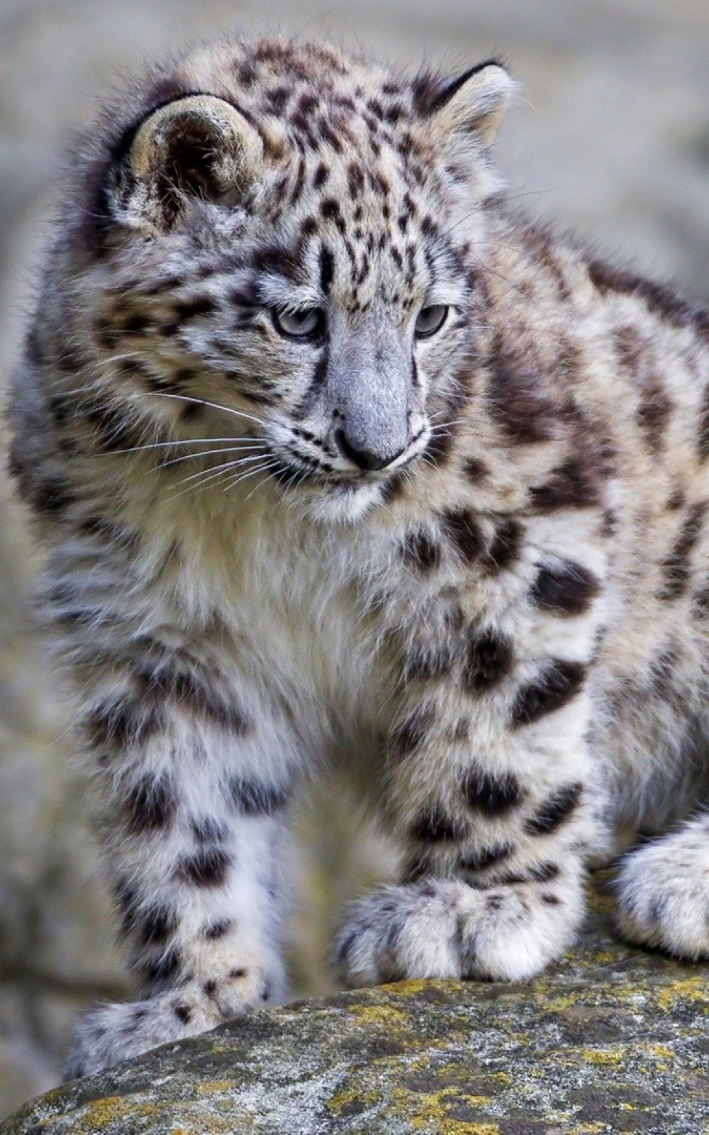 Baby White Leopard Android Wallpaper